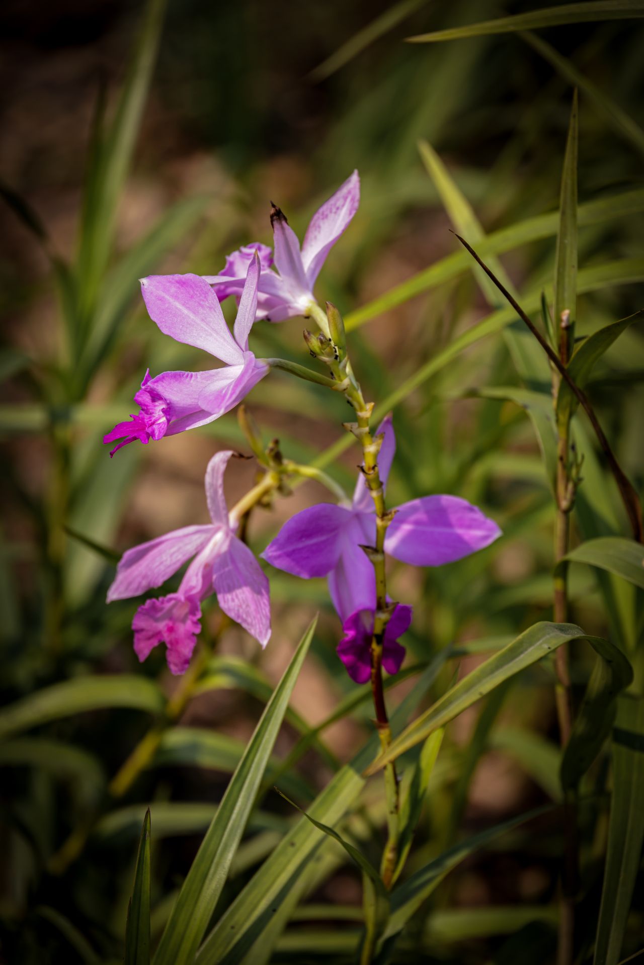Orquídea de bambú