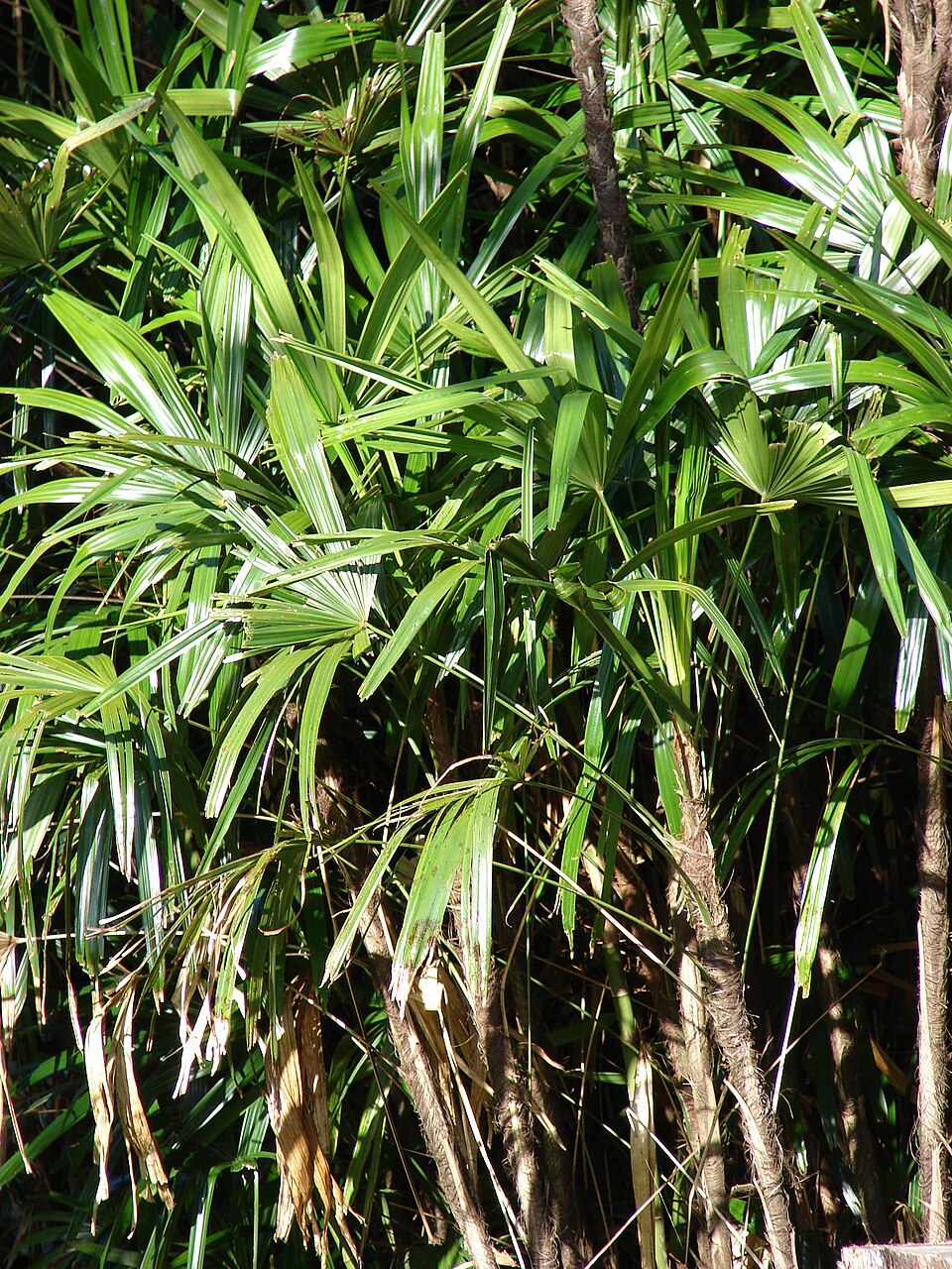 Palma de bambú