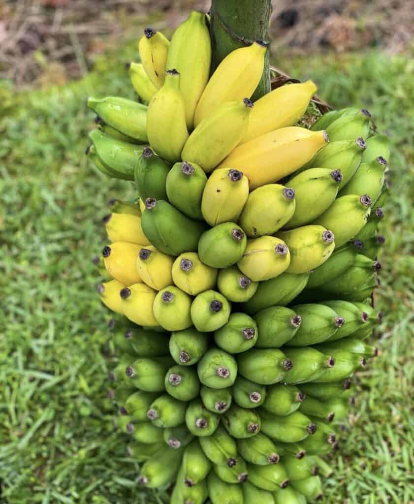 Plátano Ladyfinger