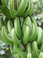 Banana Ae Ae