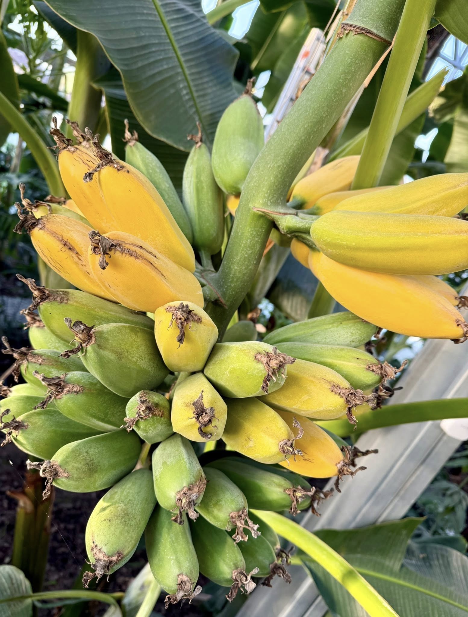 Plátano Ladyfinger Manzana