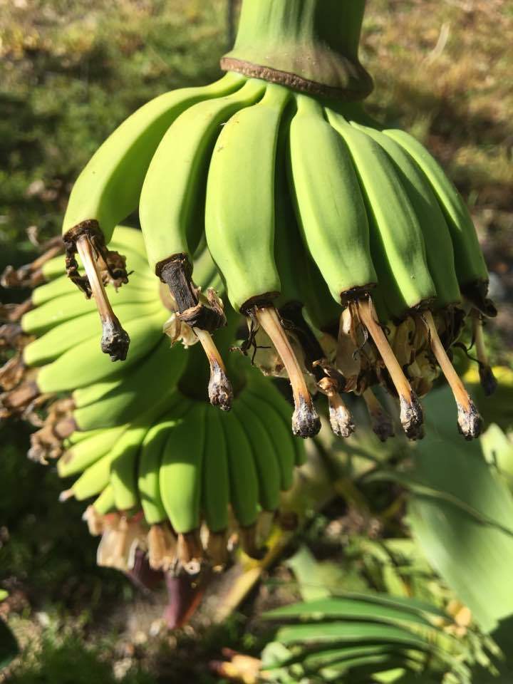 Plátano Ladyfinger Veinte Cohol
