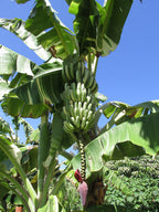Banana Ae Ae