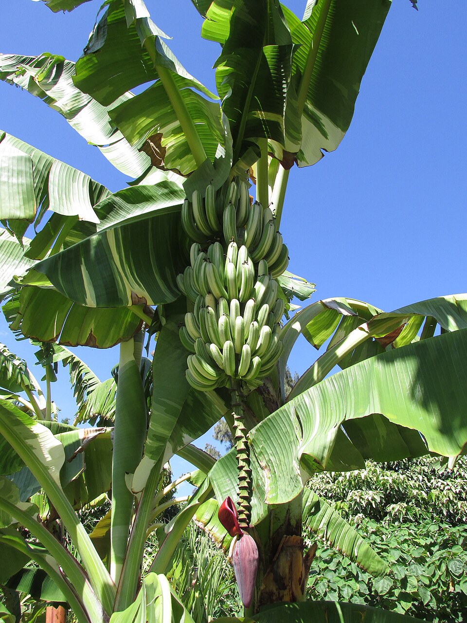 Banana Ae Ae