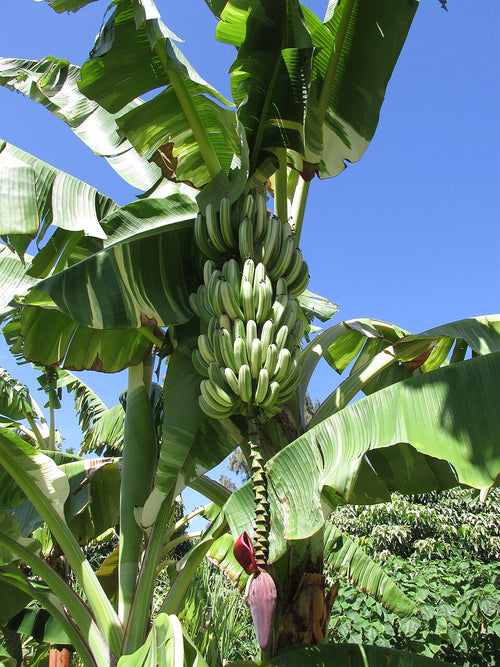 Banane Ae Ae