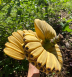 Plátano Orando
