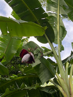 Plátano Orando