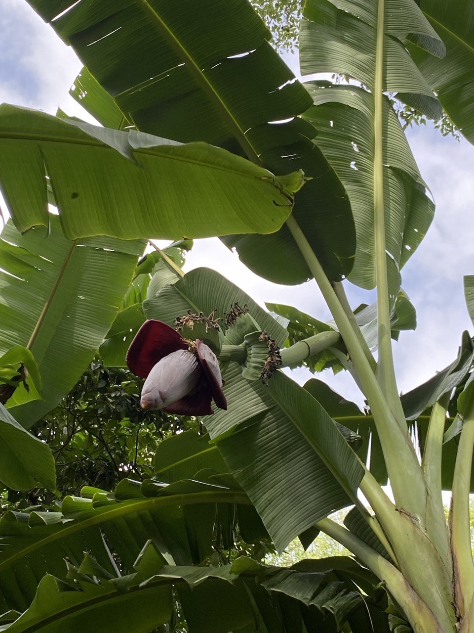 Plátano Orando