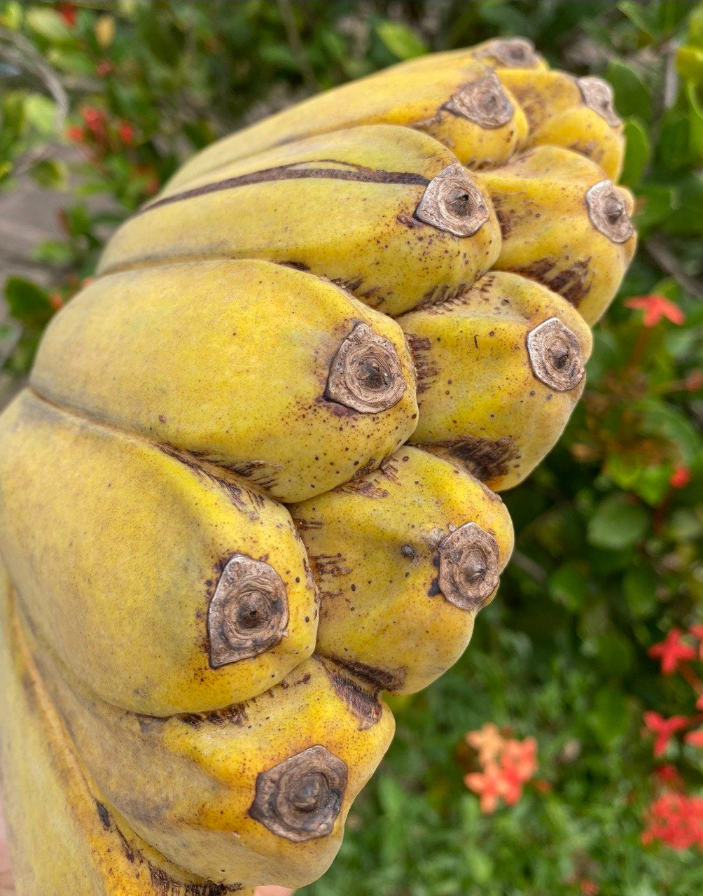 Plátano Orando