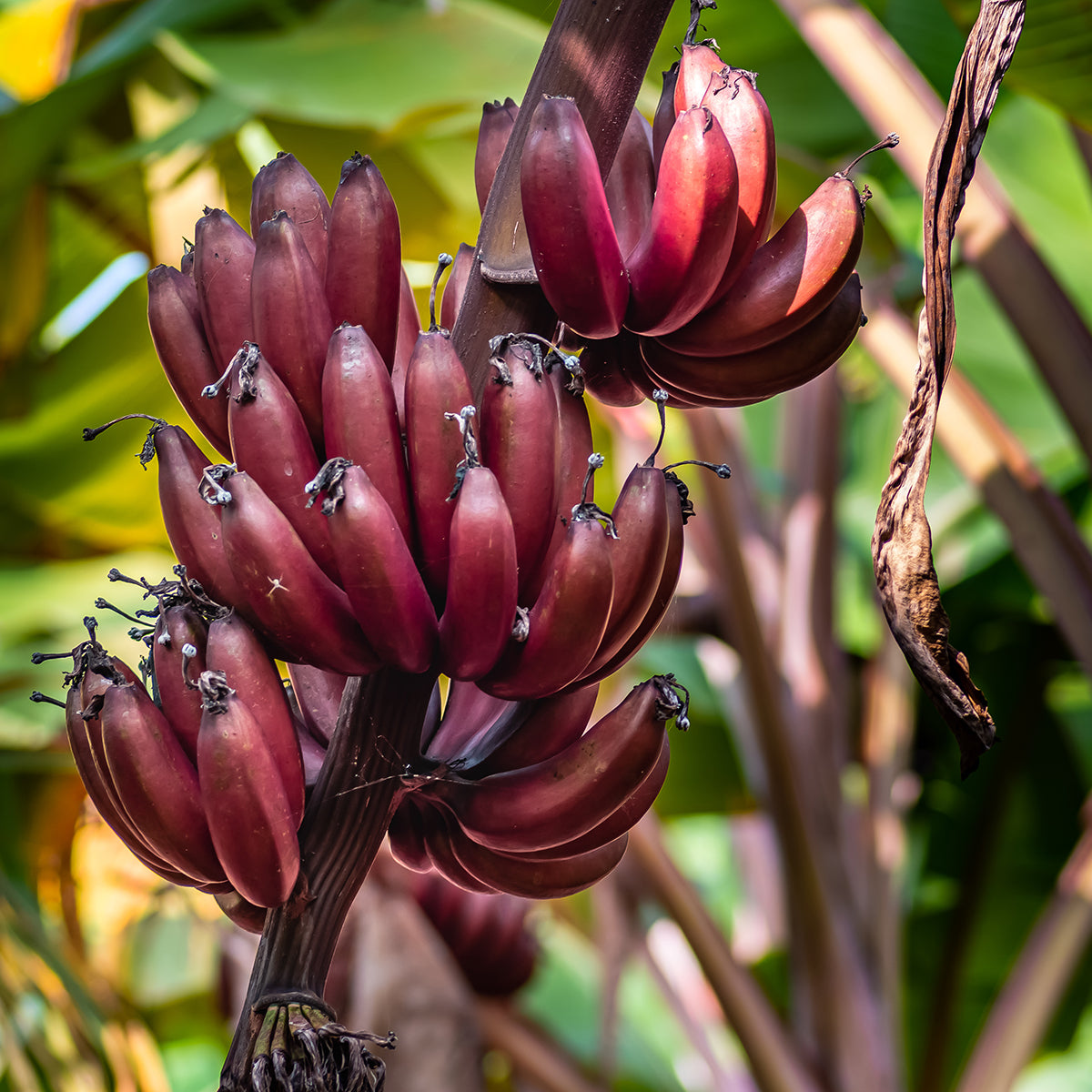 Plátano Red Dacca