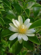 Cactus de Barbados
