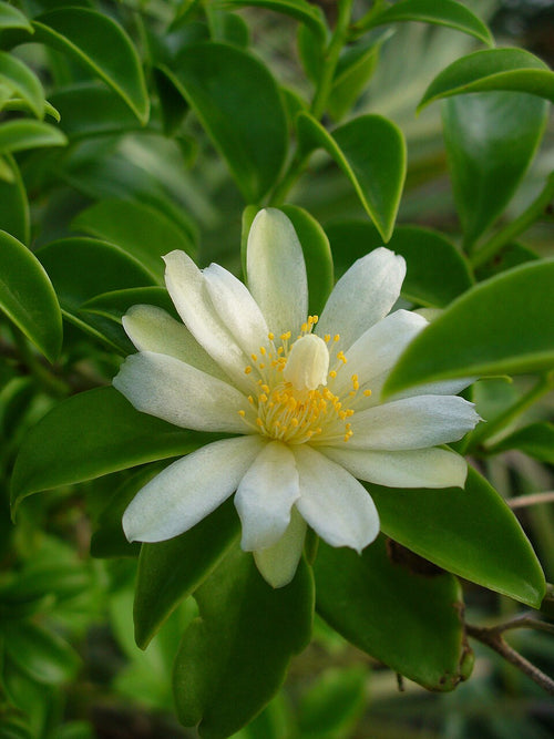 Barbadoskaktus