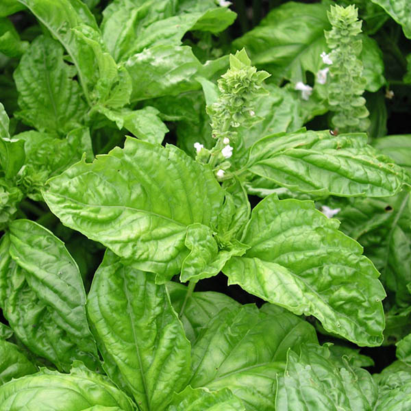 Basil Neapolitan