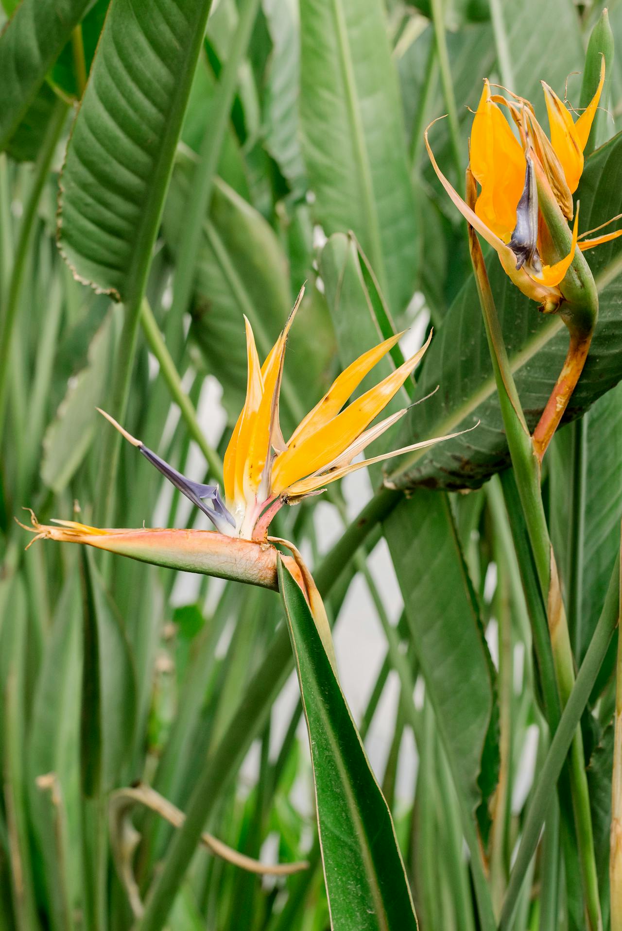 Natal Wild Banana