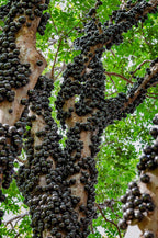 Trunk cherry
