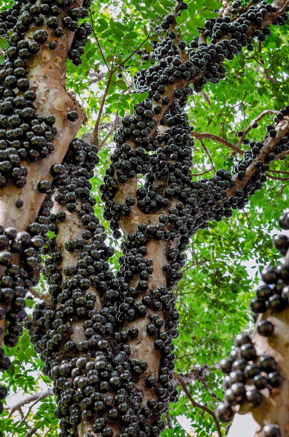 Cereza de tronco