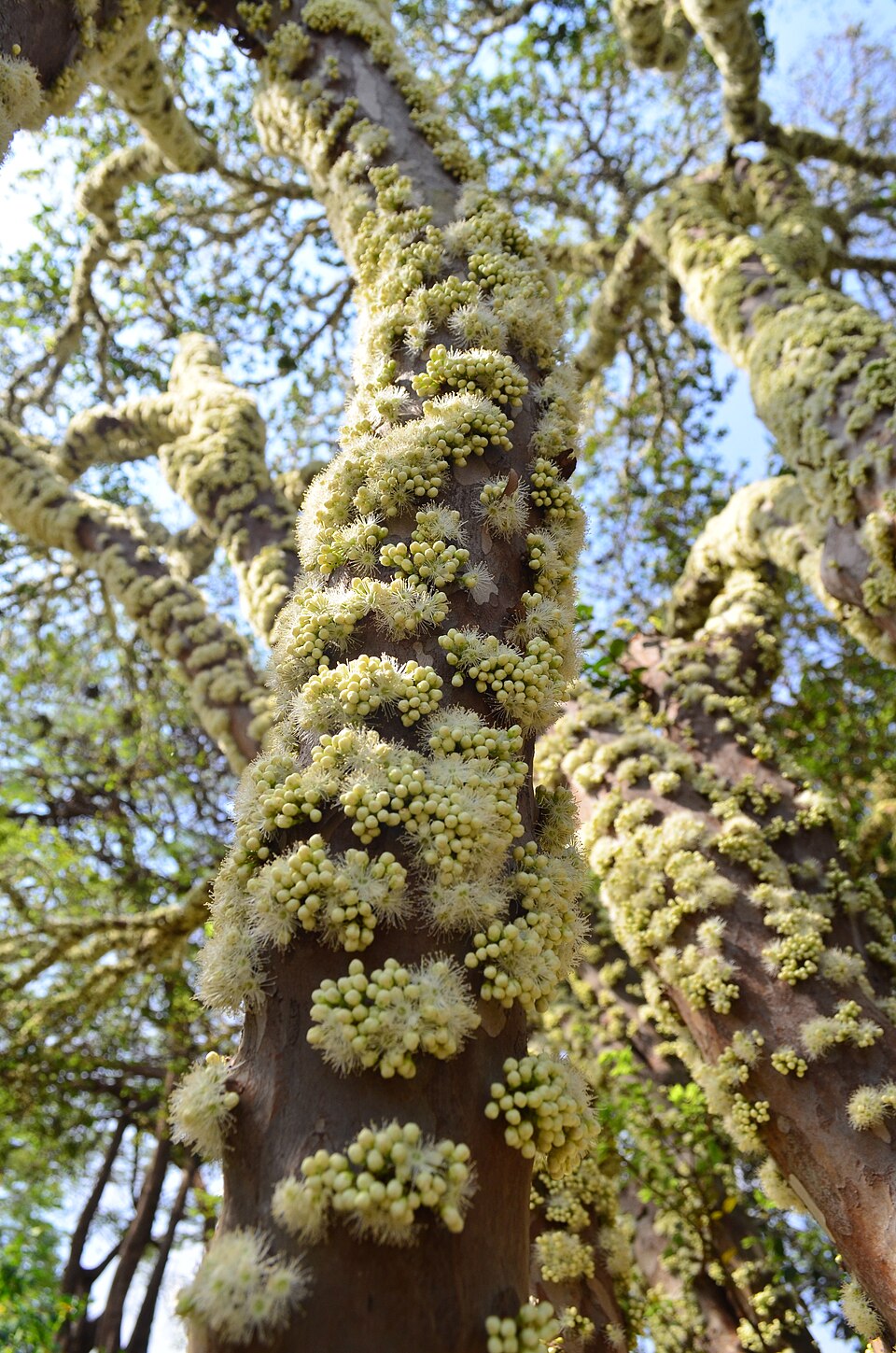 Cereza de tronco