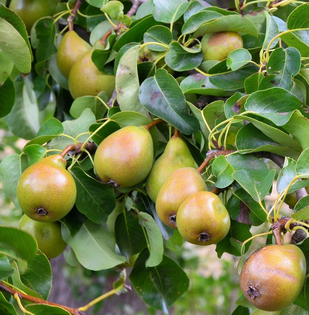 Water Pear