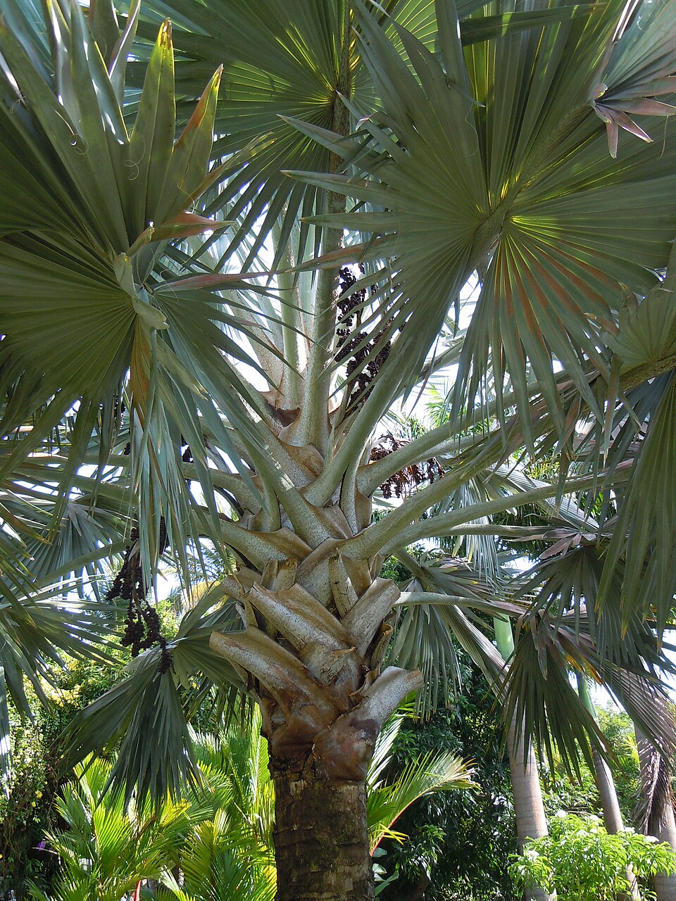 Palmera de Bismarck