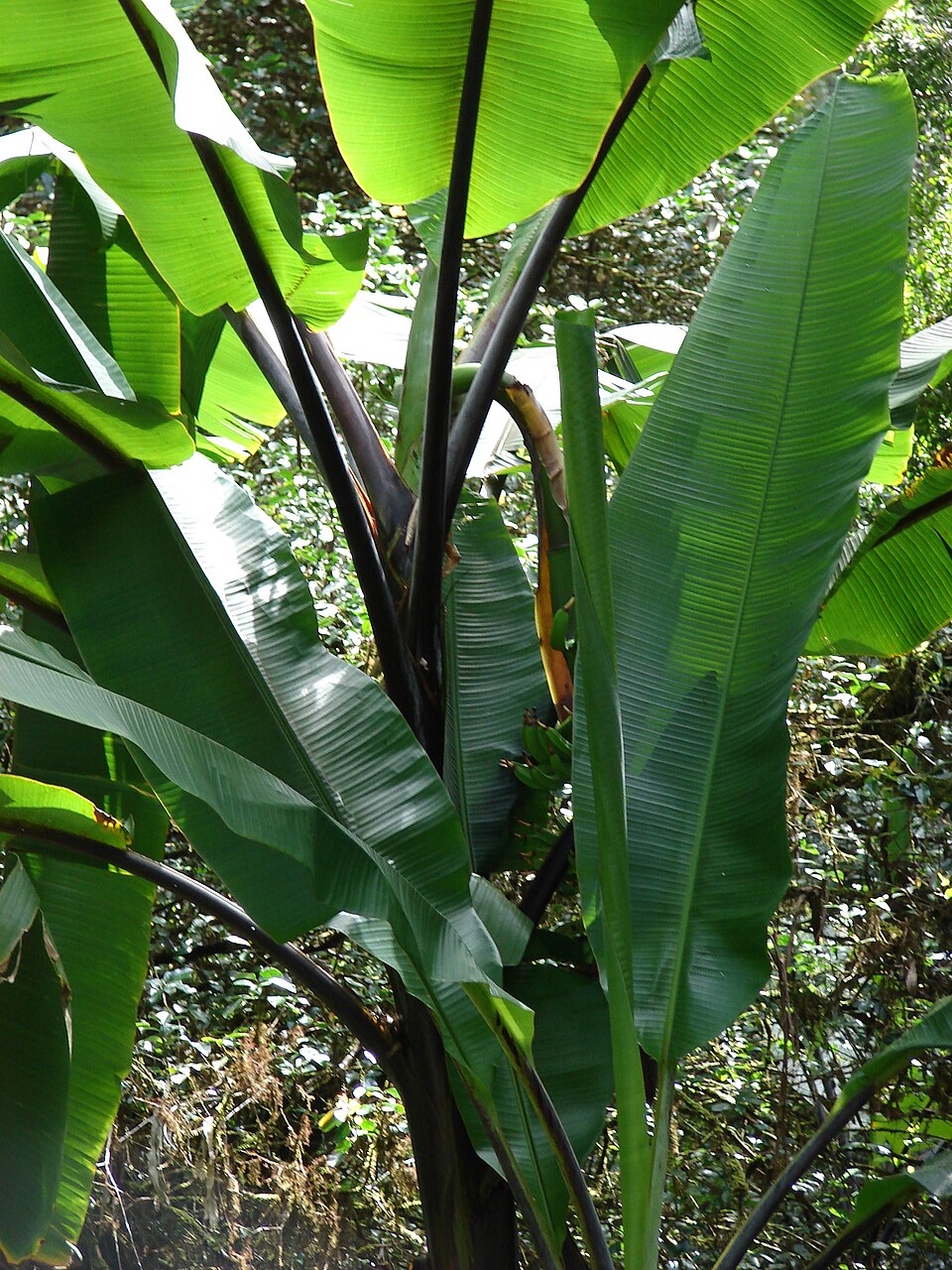 Banana Black Tanee