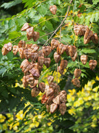 Blasenbaum