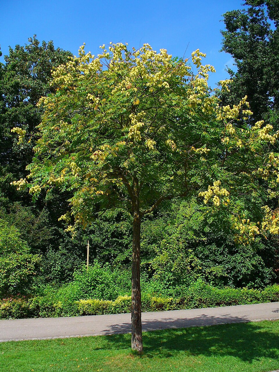 Blasenbaum