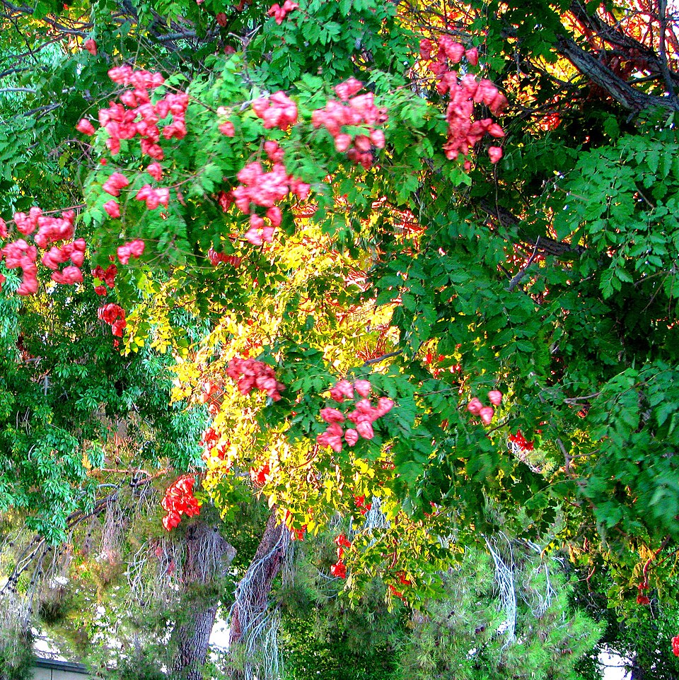 Blasenbaum