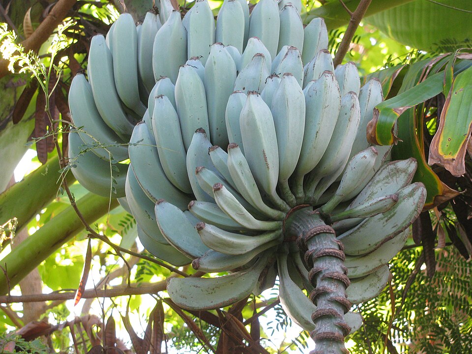 Plátano Azul Java