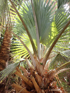 Palmera de Bismarck
