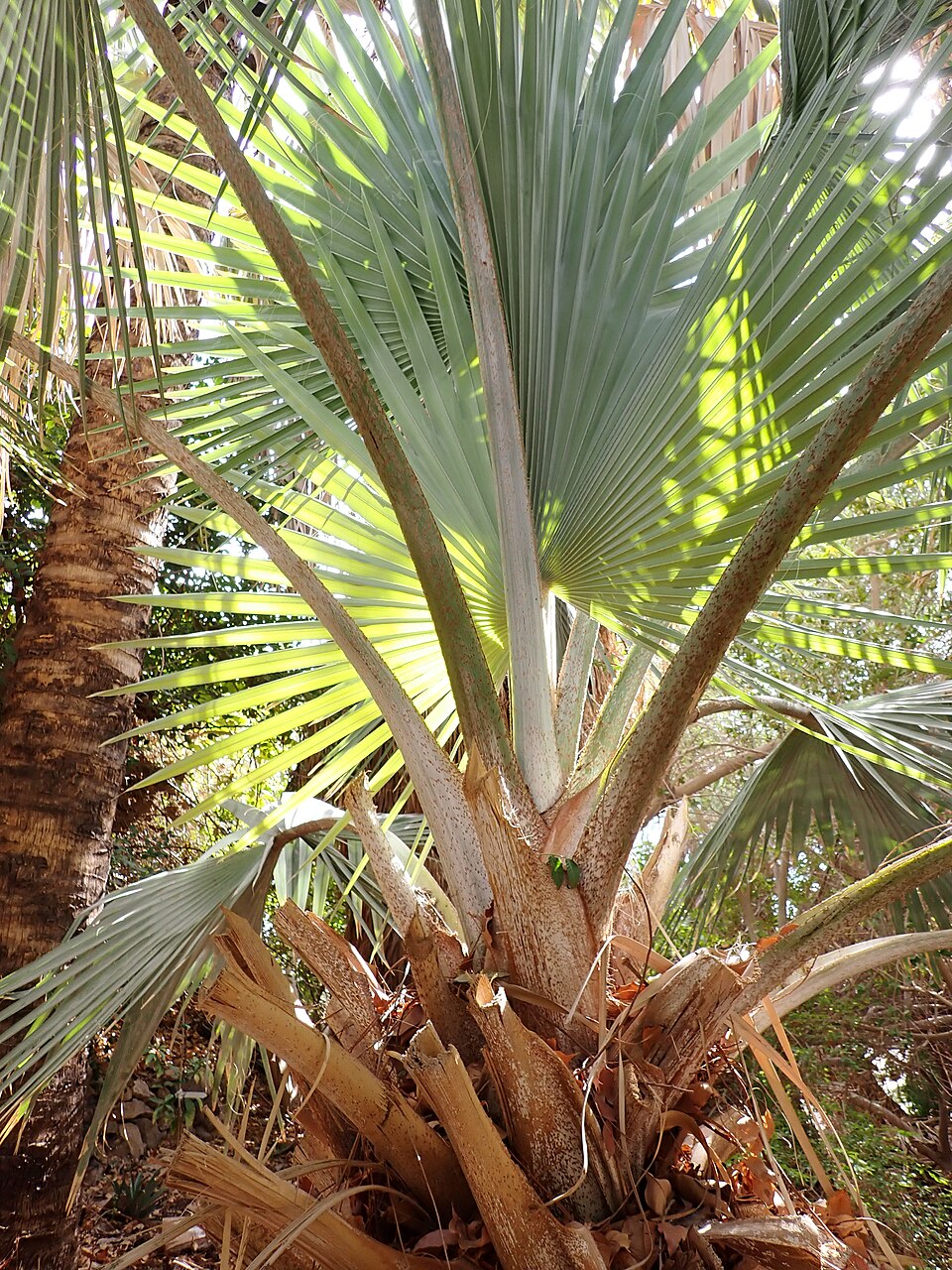 Palmera de Bismarck