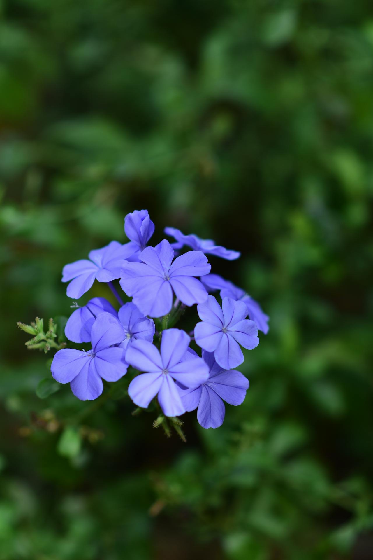Blue Eranthemum