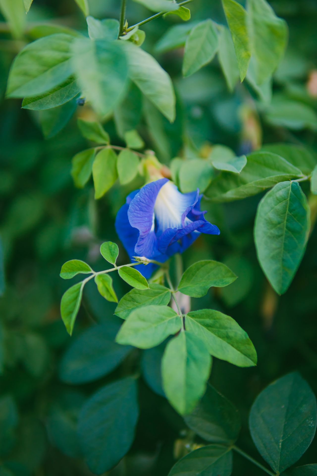 Clitoria ternatea