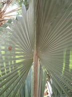 Palmera de Bismarck
