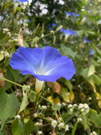 Gloria de la mañana azul