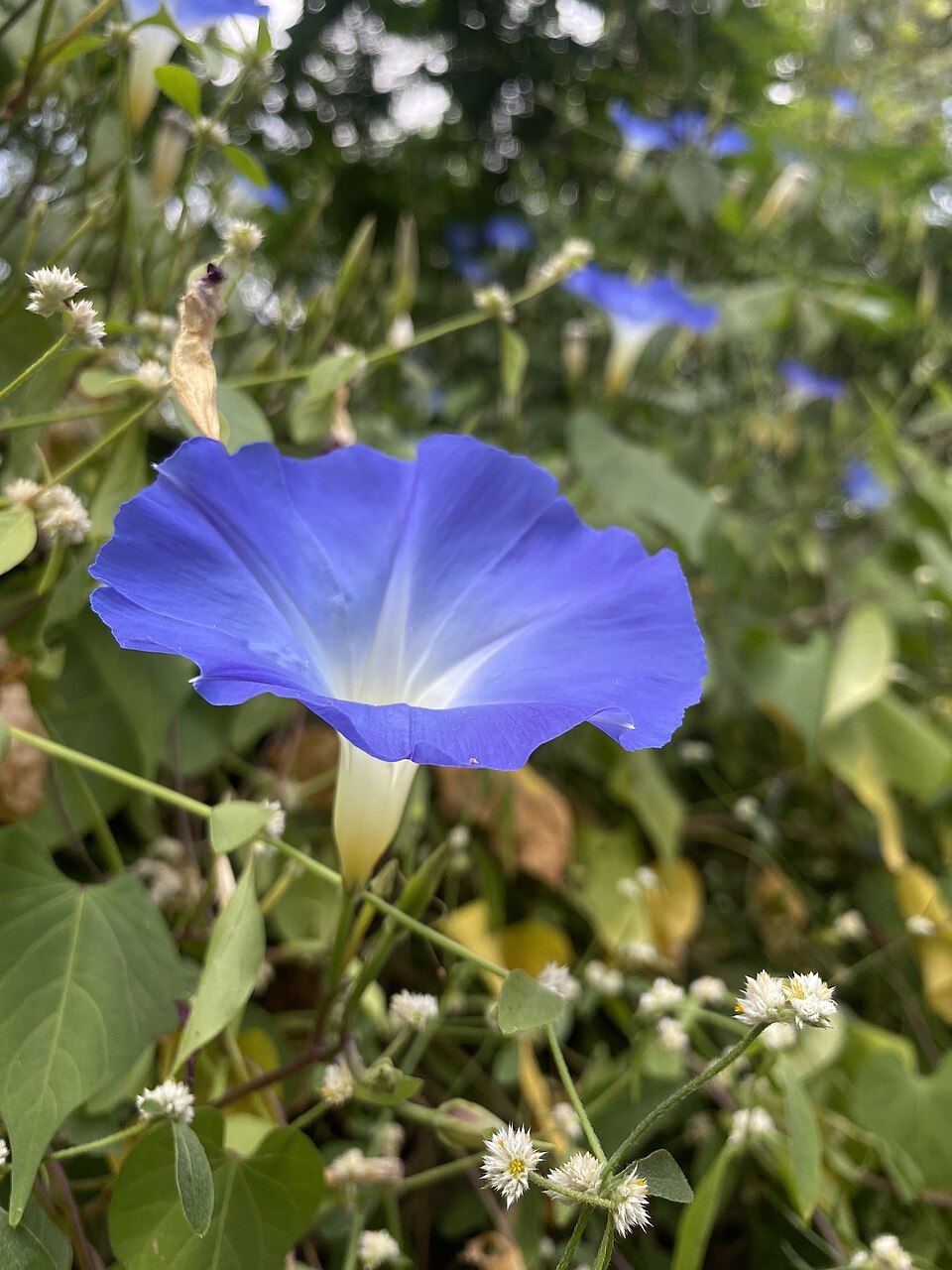 Gloria de la mañana azul