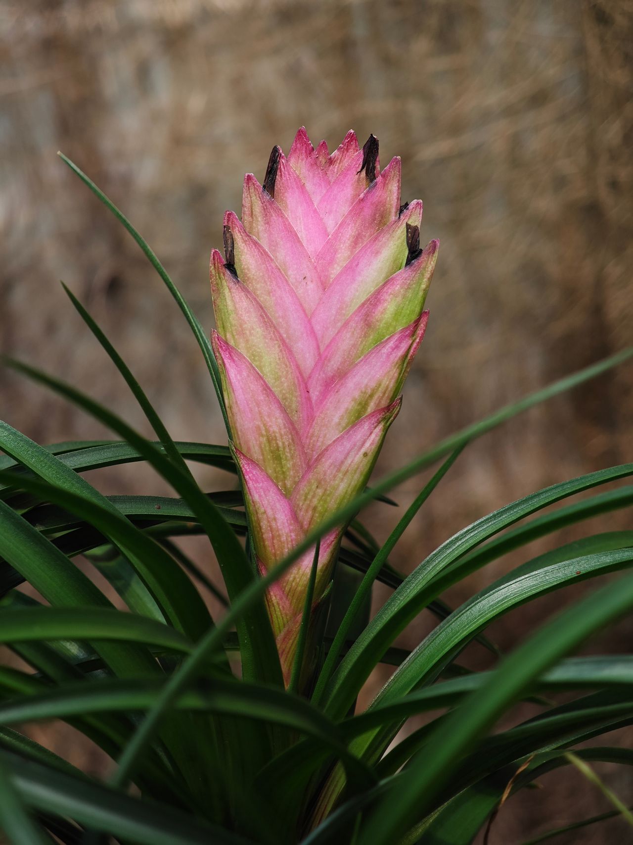Tillandsia azul