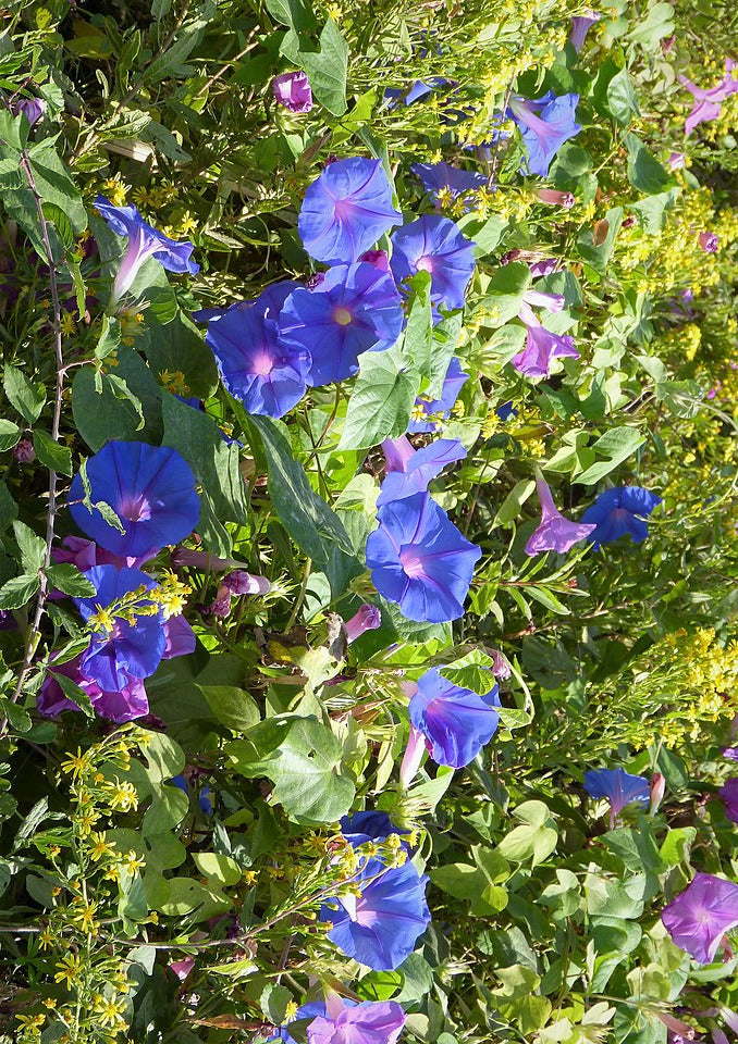Blaue Prunkwinde