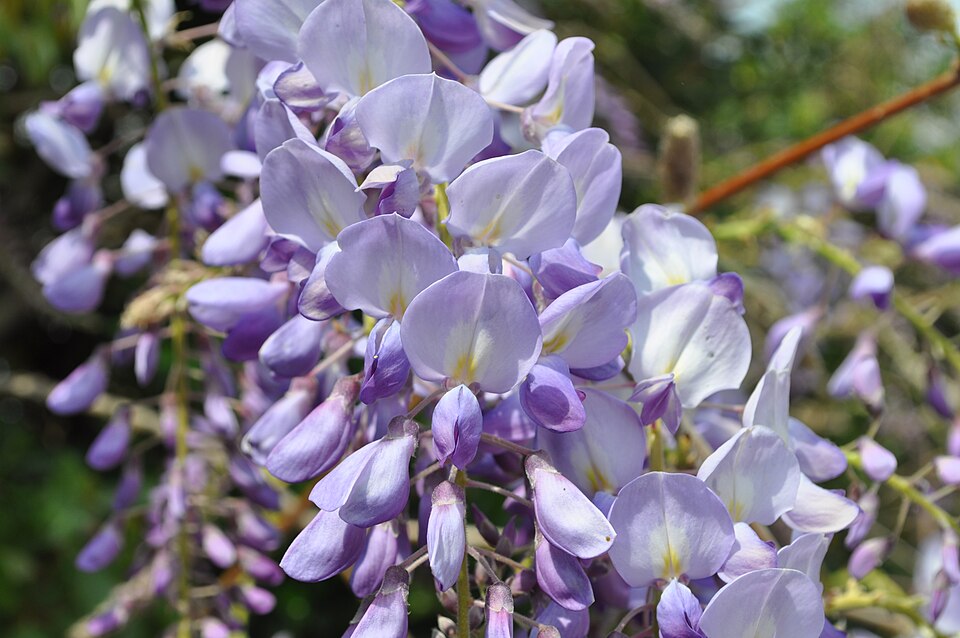 Glicinia / Wisteria