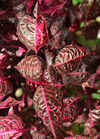Hoja de sangre