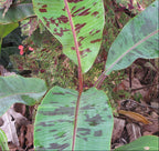 Plátano de sangre