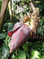 Plátano de sangre