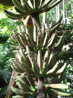 Plátano de sangre