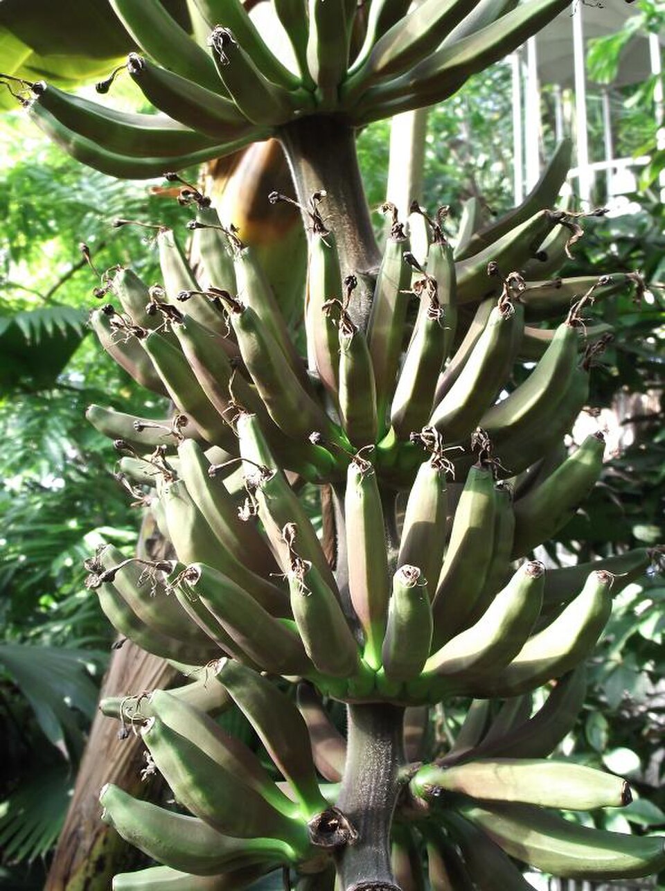 Plátano de sangre
