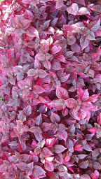 Hoja de sangre