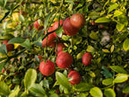 Blood lime
