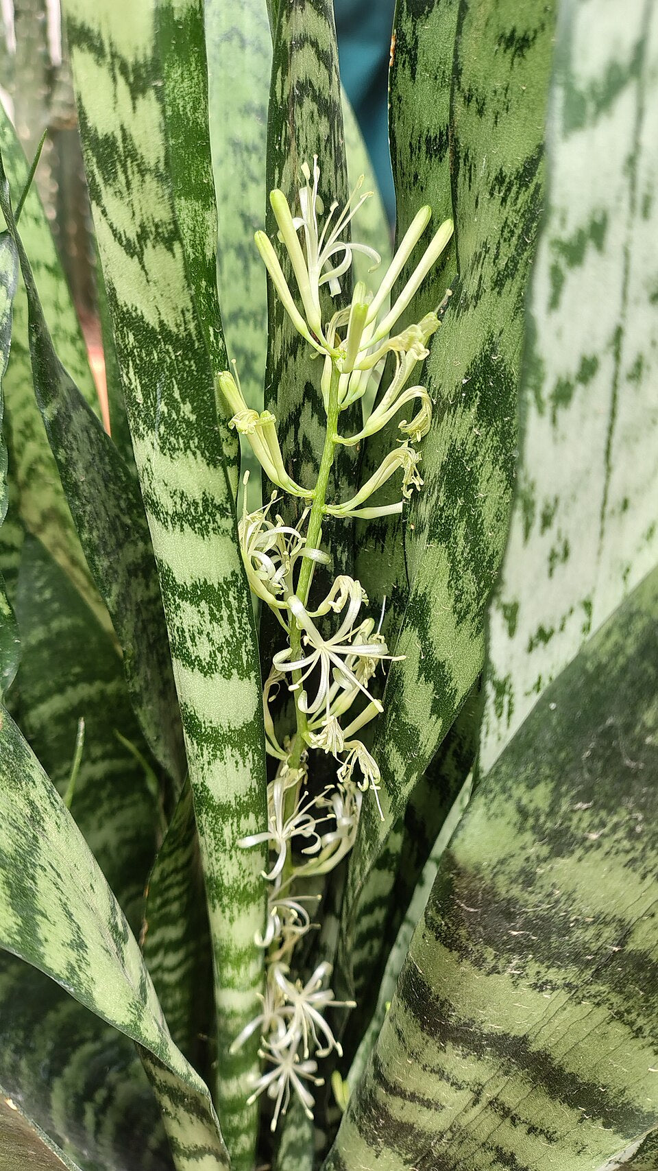 Sansevieria