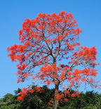 Australischer Flammenbaum