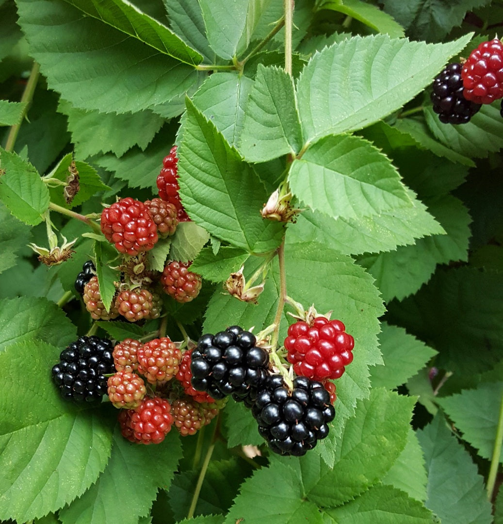 Brombeere ohne Stacheln