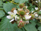 Brombeere ohne Stacheln