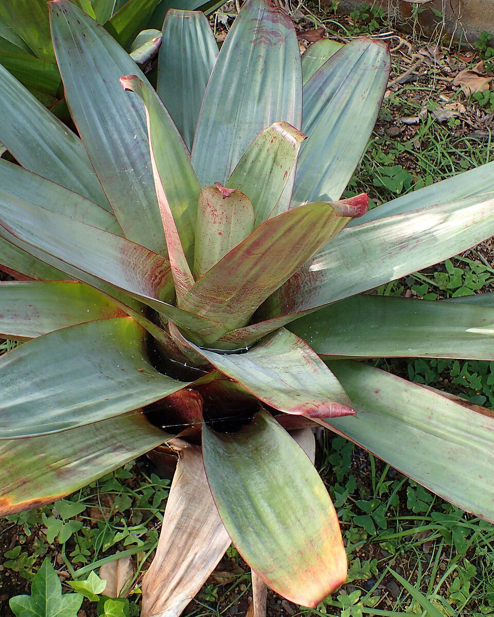 Bromelia imperial